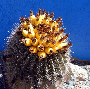 Cactus, Deşert, Cactus Cu Butoi De Aur