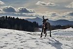 dog, great dane, puppy