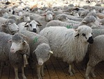 transhumance, sheep, herds