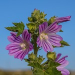 malva sylvestris, wildflower, nature