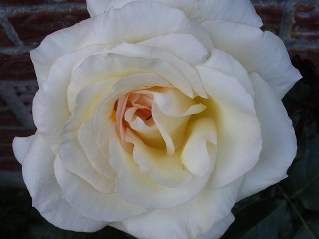 Free Rose Flower photo and picture