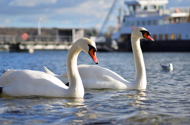 Free Swans Sea photo and picture