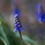 armenian gyöngyike, flowers, garden