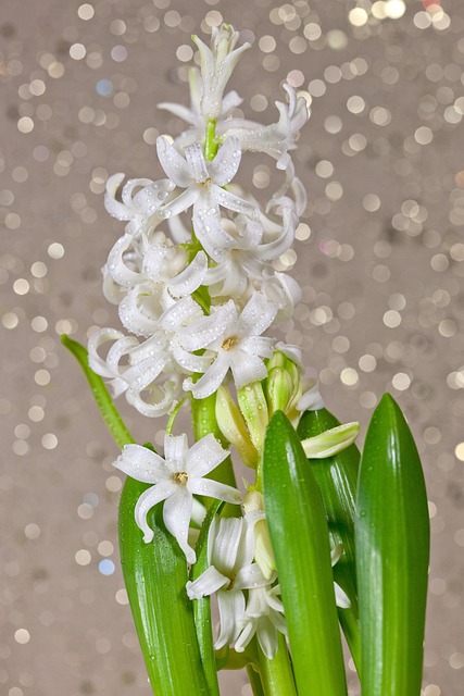 Jacinto, Flor, Flores, Primavera