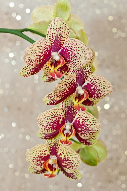 Orquídea, Phalaenopsis, Flor, Macro