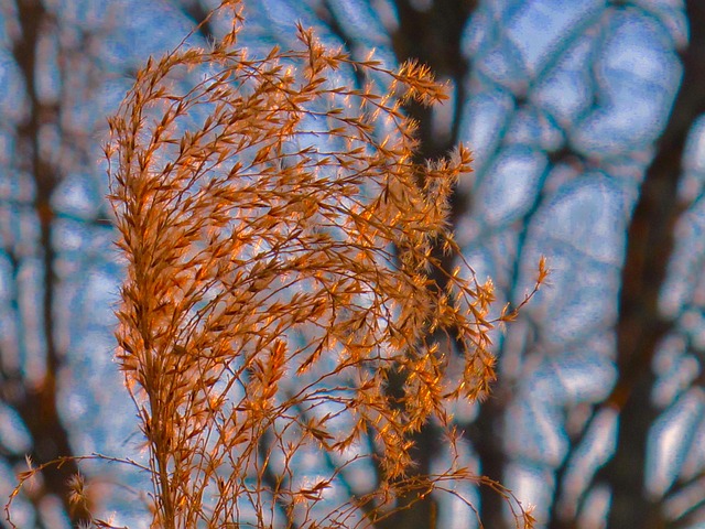 Free Weed Close-Up photo and picture