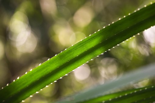Free Bokeh Leaf photo and picture