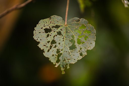 Free Love Holes photo and picture