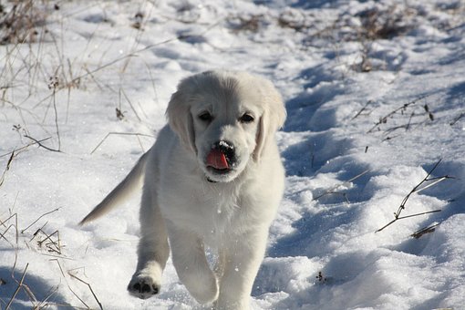 Free Golden Retriever Puppy photo and picture