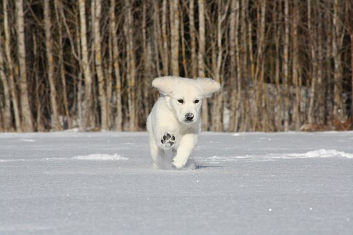 Free Golden Retriever Puppy photo and picture