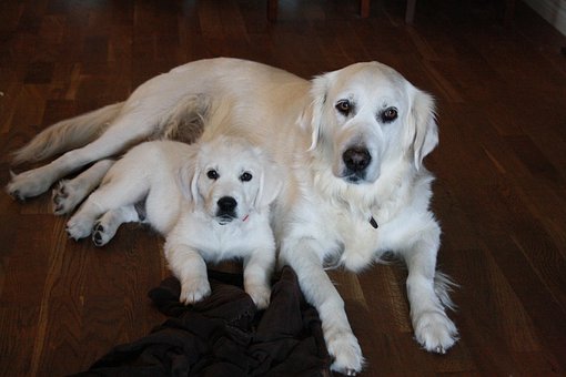 Free Golden Retriever Friendship photo and picture