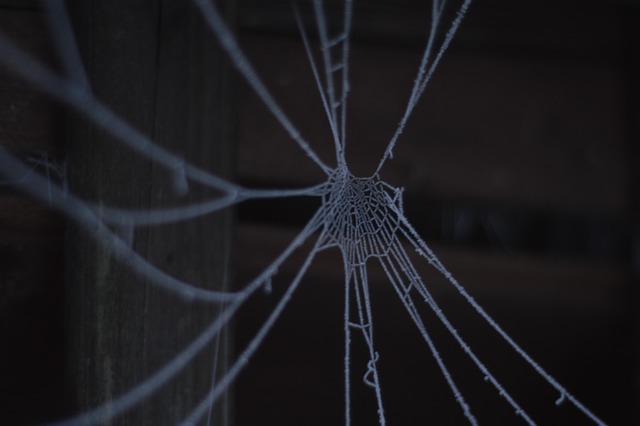 Teia De Aranha, Inverno, Frio, Geada
