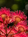 eucalyptus flowers, flowers, blossom