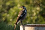 magpie, australian magpie, young