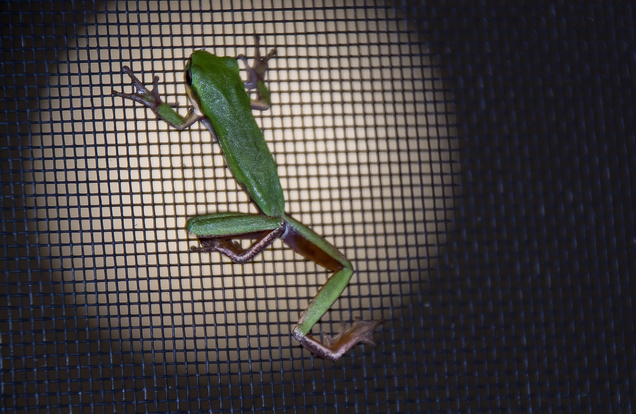 Frog - free online jigsaw puzzle photo