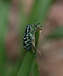 botany bay weevil, diamond beetle, chrysolopus spectabilis