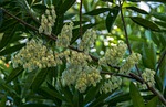 blue quandong, elaeocarpus angustifolius, tree