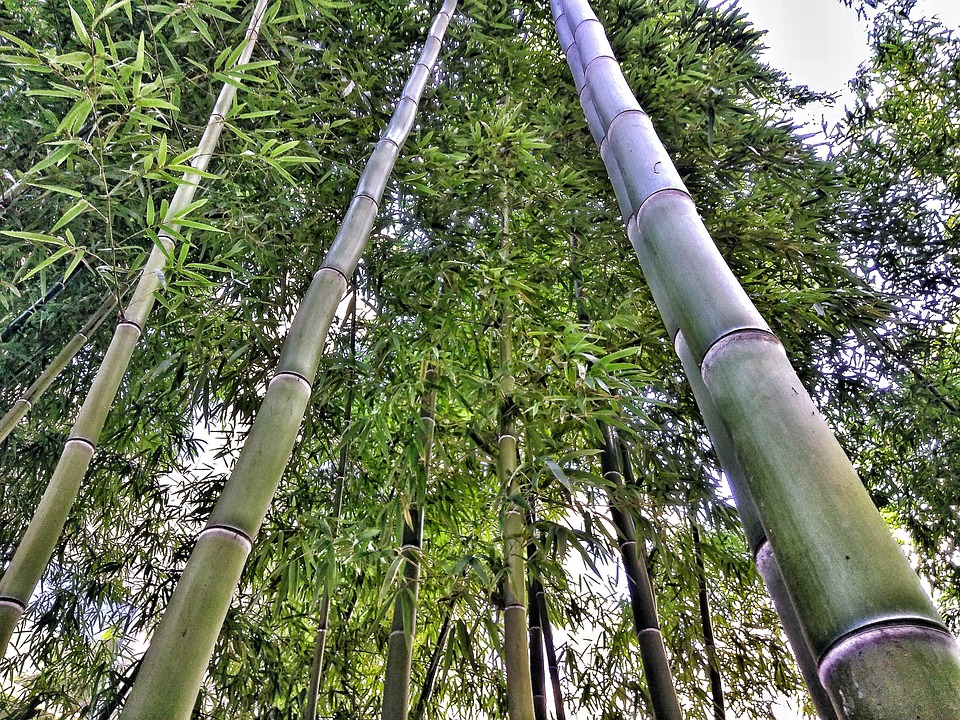 竹 自然 木 - Pixabayの無料写真 - Pixabay