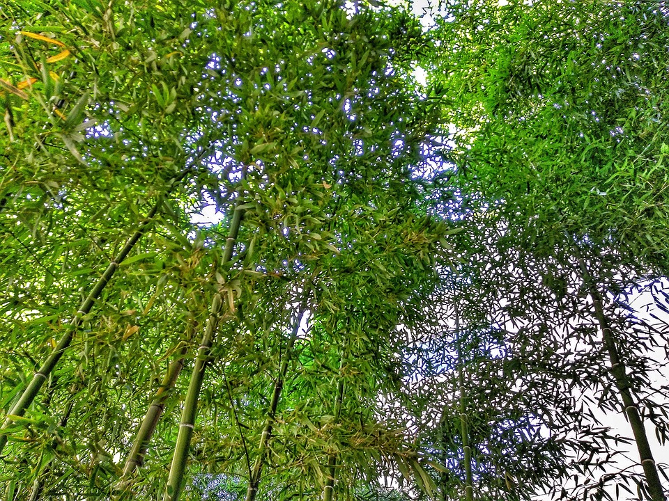 竹 自然 木 - Pixabayの無料写真 - Pixabay