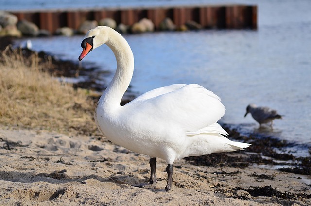 Free Bird Water photo and picture