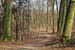 forest, away, nature