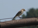 flytrap, birdie, forest