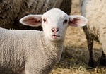 lamb, passover, schäfchen