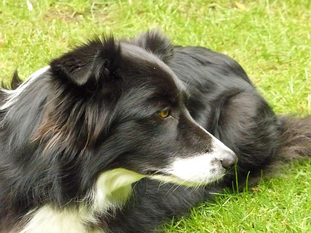 Border Collie Chien De - Photo gratuite sur Pixabay - Pixabay