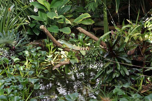 Leguan, Tier, Reptil, Lebewesen, Grün