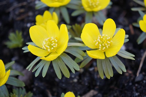 Blüten, Gelb, Gelbe Blüten, Pflanze