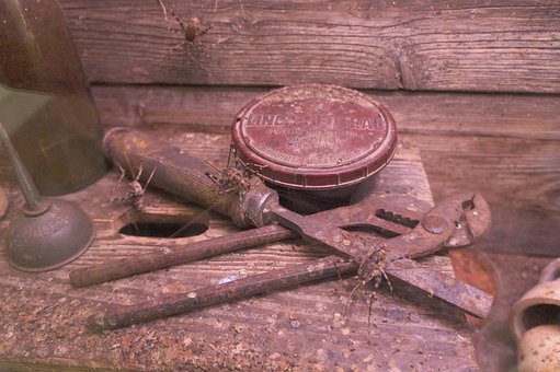 Heuschrecken, Terrarium, Tiere