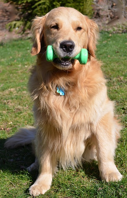 Free Strength Dog photo and picture