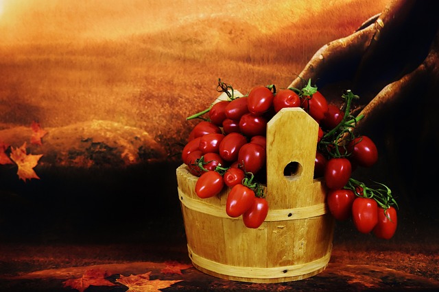 토마토 나무 통 수집 - Pixabay의 무료 사진 - Pixabay