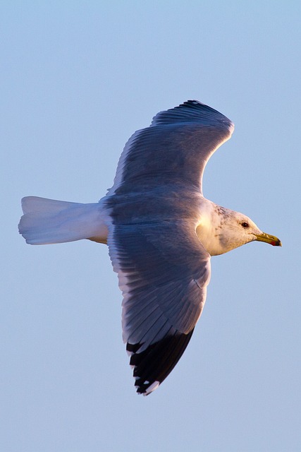 Free Seagull Flight photo and picture
