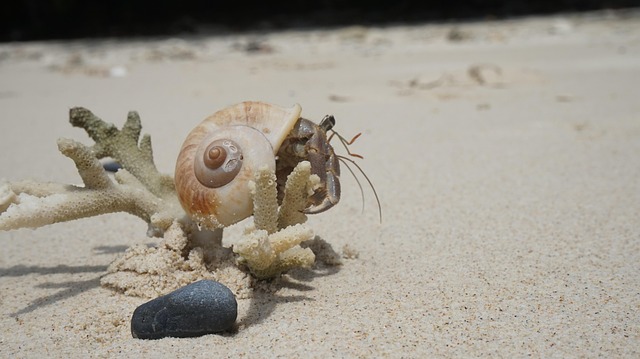 Free Crab Seashell photo and picture