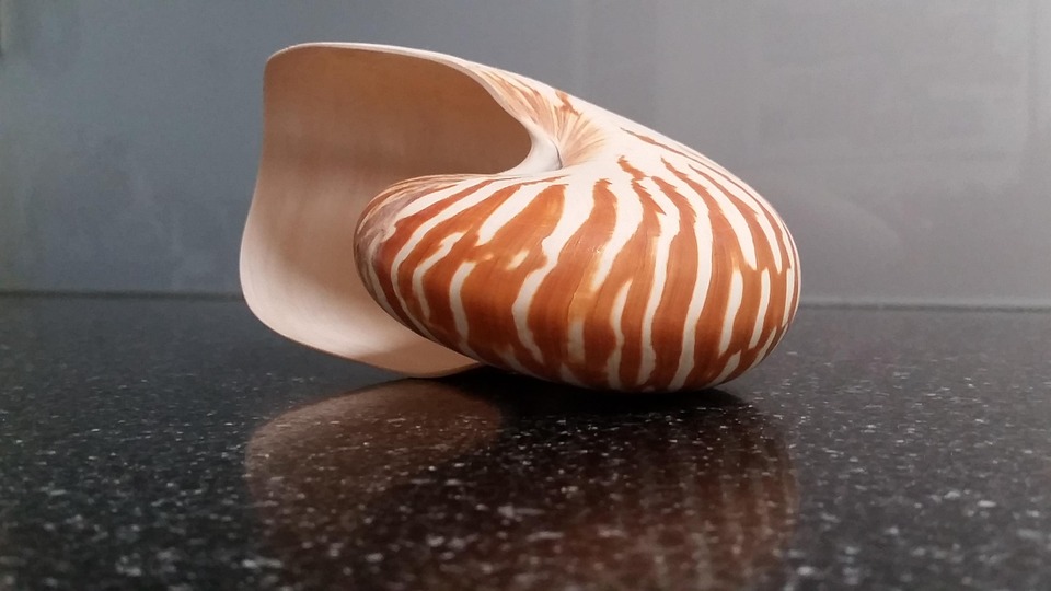 Shell Exotic Sea - Free photo on Pixabay