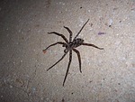 spider, huntsman, animal
