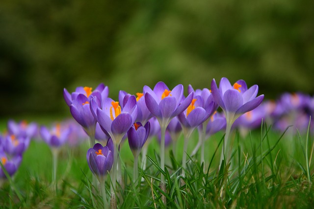 Krokusse Frühlingsblumen - Kostenloses Foto auf Pixabay