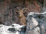 barbary sheep, ammotragus lervia, baran