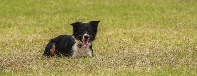Hund, Border Collie, Dyr, Pattedyr