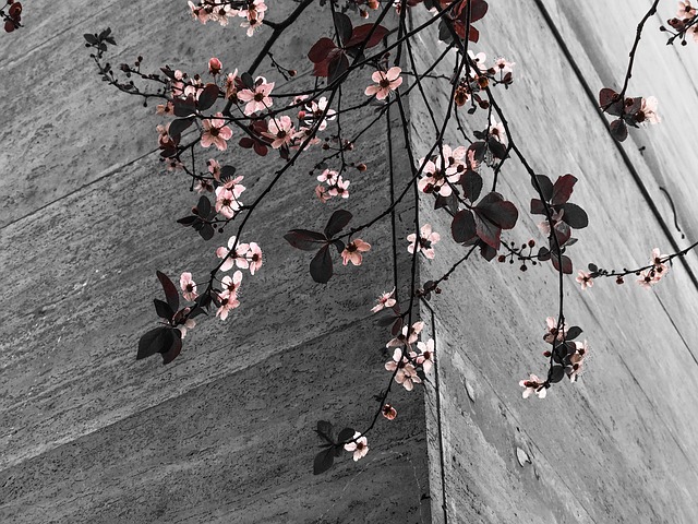 Free Flowers Beautiful Flowers photo and picture