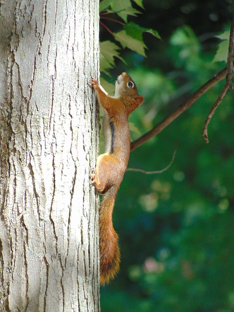 Free Squirrel Animals photo and picture