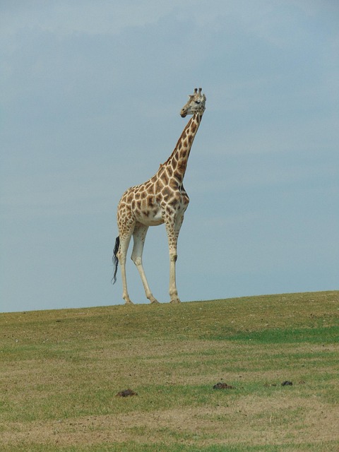 Free Giraffe Wild Animal photo and picture