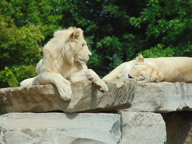 Free Lion Wild Animal photo and picture