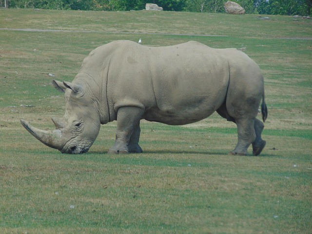 Free Wild Animal Africa photo and picture