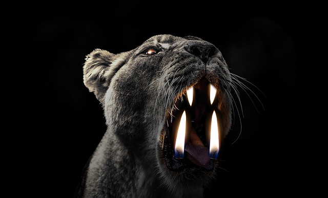 Free lion nature savage illustration