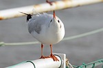 black headed gull, gulls, birds