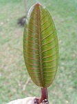 autumn leaves, frangipani tree, dicotyledon