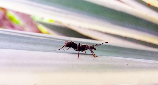 Ant Wandering 10,000+ Free Ant Walking & Ant Images - Pixabay