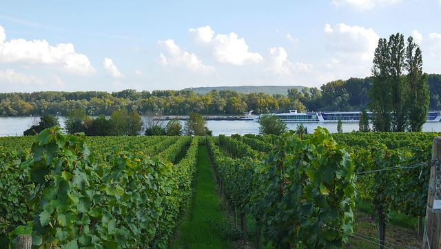 Free Vineyard Wine Grapes photo and picture